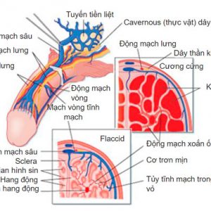 vien sui xtrazez tang cuong ham muon sinh ly nam manh me 3